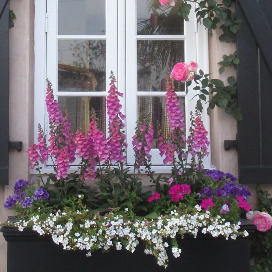 a window with a bunch of flowers in it