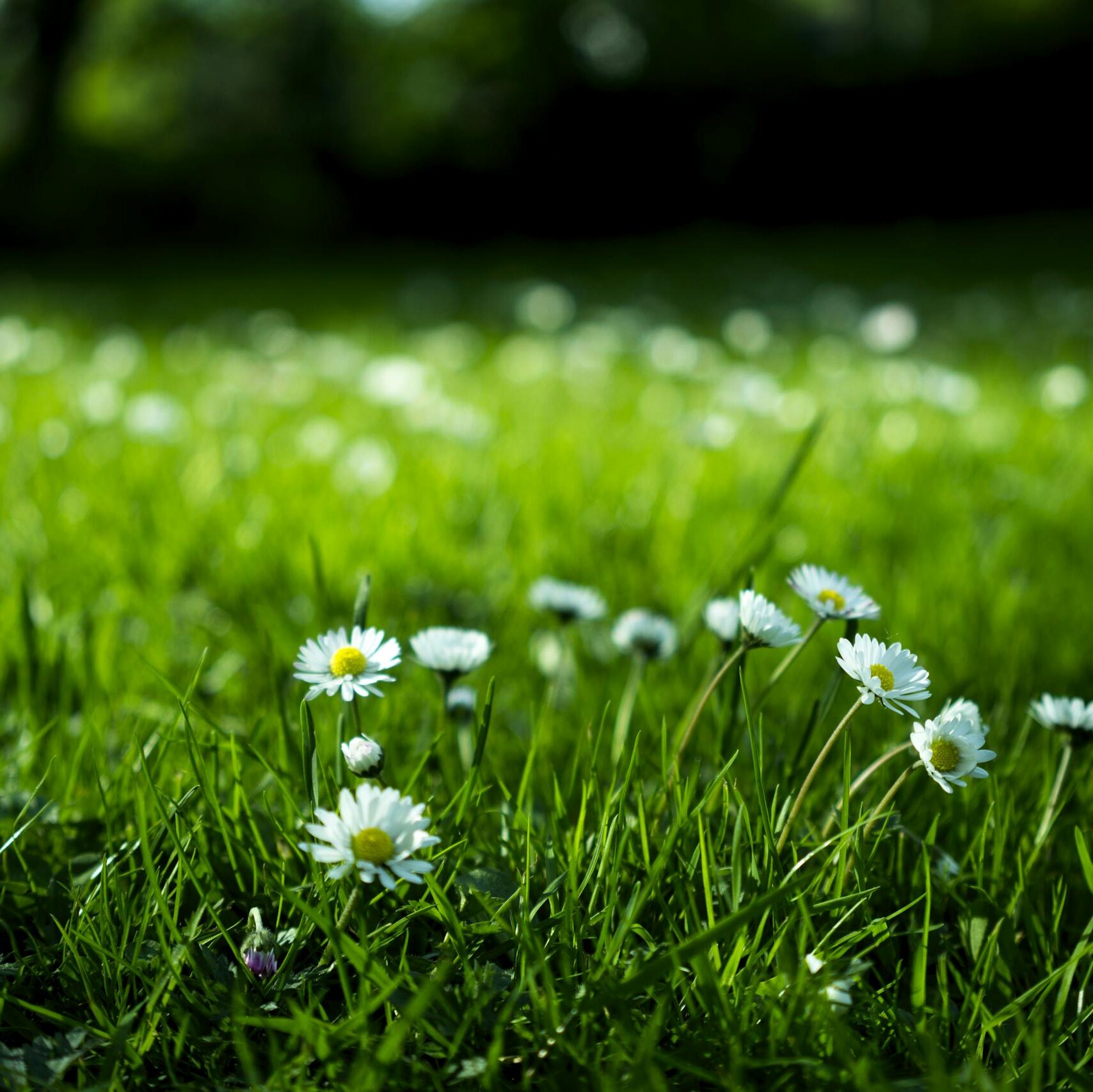 White Daisy on Grass Field